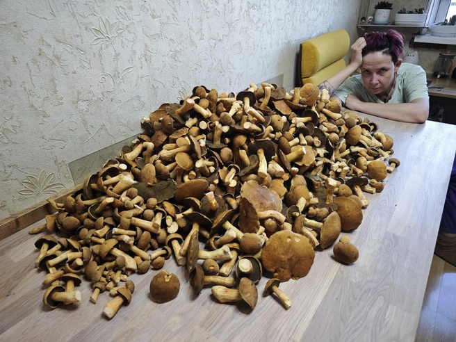 Грибы нападают: 18 кг за четыре часа и полный багажник  | Источник: Антон Кубышкин / «Грибы и Грибники СПб»