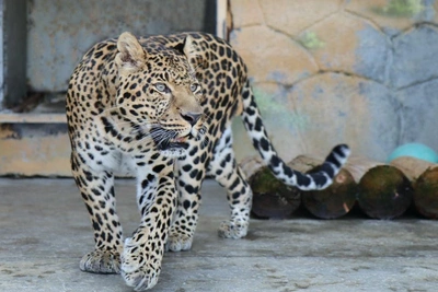 Kind and charming leopard Amir dies at Chelyabinsk zoo