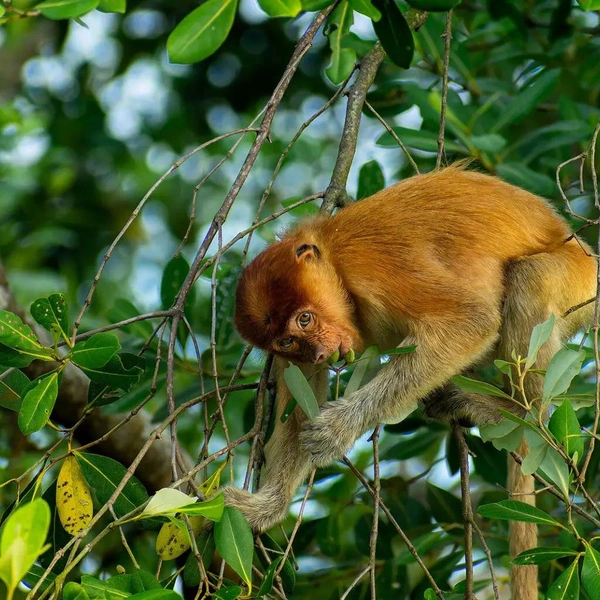 Победитель в номинации «Дикая природа: млекопитающие» | Источник: Satwika Satria / Mangrove Photography Awards 2025