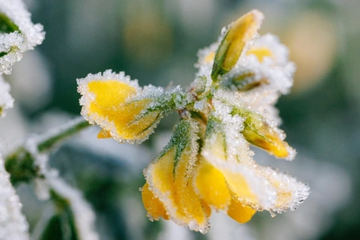 Заморозки на Дону грозят аграриям