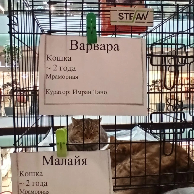 Это две сестры из закрывшегося питомника шотландских котов Варя и Малайя | Источник: Рихарда Лем / NGS.RU