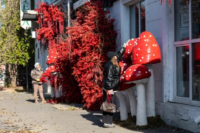 Giant Fly Agaric Mushrooms Appear in Central Krasnoyarsk — Where Did They Come From?