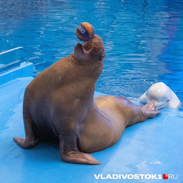 Источник: Елена Буйвол / VLADIVOSTOK1.RU