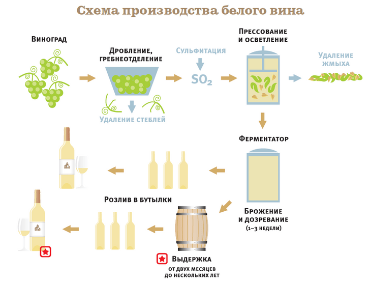 Как производят вина и какими они бывают: краткий гид с картинками