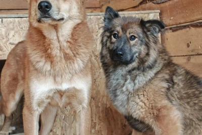 Восемь собак из приюта Югры ждут новых хозяев