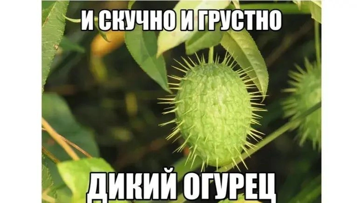 Мем «Дикий огурец»: в чем смысл нового брейнрот-тренда в соцсетях | Источник: Соцсети