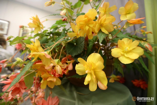 Сортов и видов бегонии очень много. В моде не только привычные цветы, но и ампельные | Источник: Ксения Потеева / FONTANKA.RU