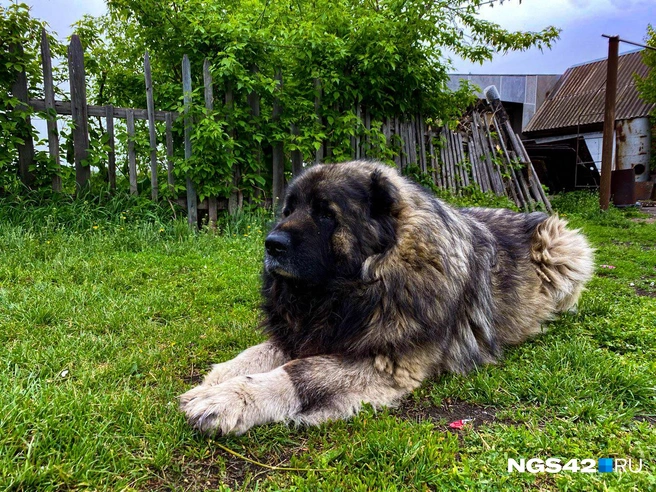 Источник: Елизавета Богатырева / NGS42.RU