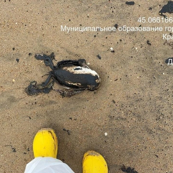Источник: Добровольцы ССЛ