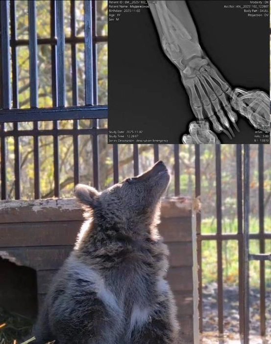 Лапа срастается, поэтому медвежонок может вернуться в дикую природу | Источник: Скриншот из видео центра «Пеликан» / Telegram