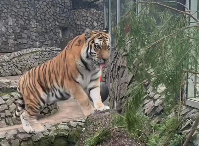 Ленинградский зоопарк показал, как обедает амурский тигр. Посмотрите, какой у него аппетит | Источник: Ленинградский зоопарк