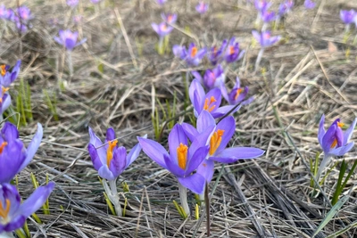 В Воронеже цветут крокусы — источник дорогого шафрана