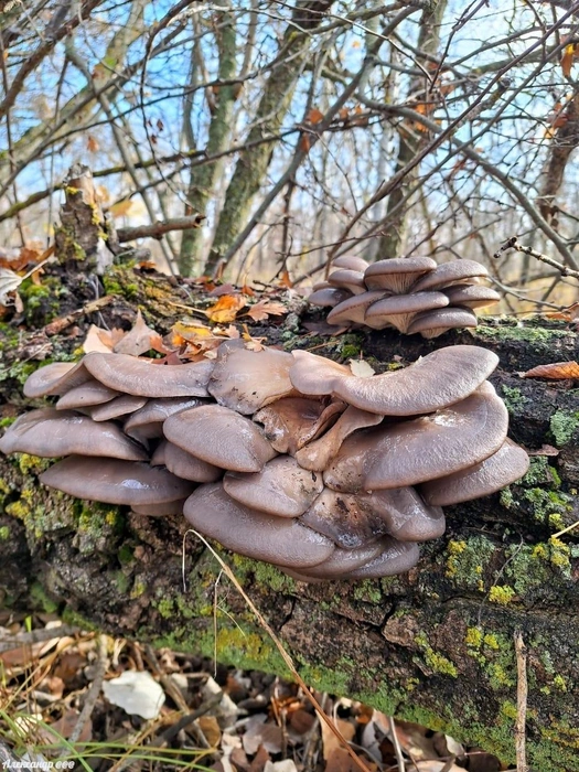 Источник: Читатель V1.RU Александр