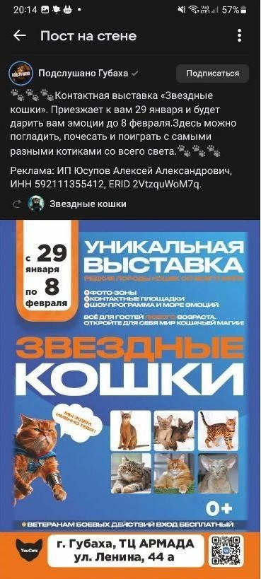 Кошки выглядят здоровыми только на рекламном баннере | Источник: «Подслушано Губаха» / Vk.com