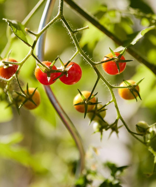 Когда сажать помидоры на рассаду весной 2023