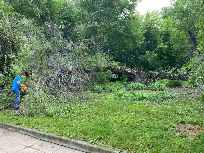 Дерево сломалось напополам у Октябрьского суда | Источник: читатель НГС