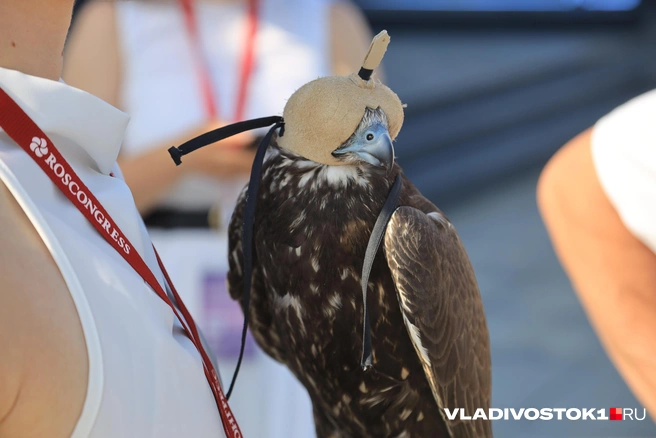 Источник: Татьяна Ходова / VLADIVOSTOK1.RU