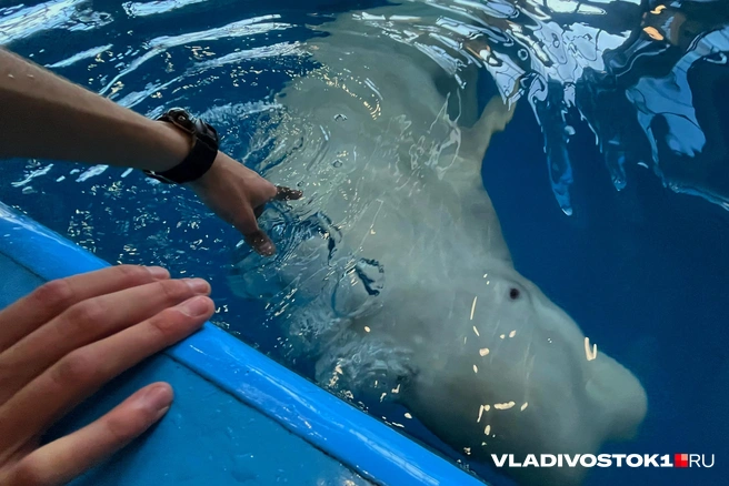 Источник: Елена Буйвол / VLADIVOSTOK1.RU