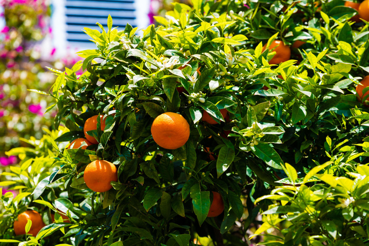 How to grow tangerine from a bone on the windowsill? We asked the expert