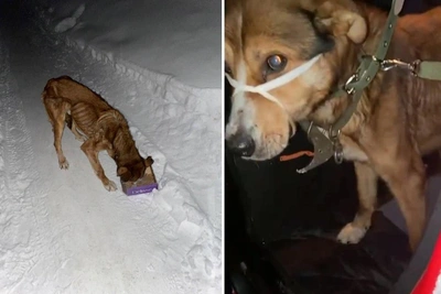 Emaciated Dog Khan Needs Home in Novosibirsk