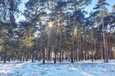 Зимние виды Петровского леса в Волгоградской области