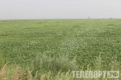 Молодые аграрии Приамурья получат до 800 тысяч рублей