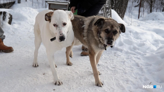 Бэлла и Селя самые общительные, конечно, после Гуни | Источник: Антон Дигаев / NGS.RU