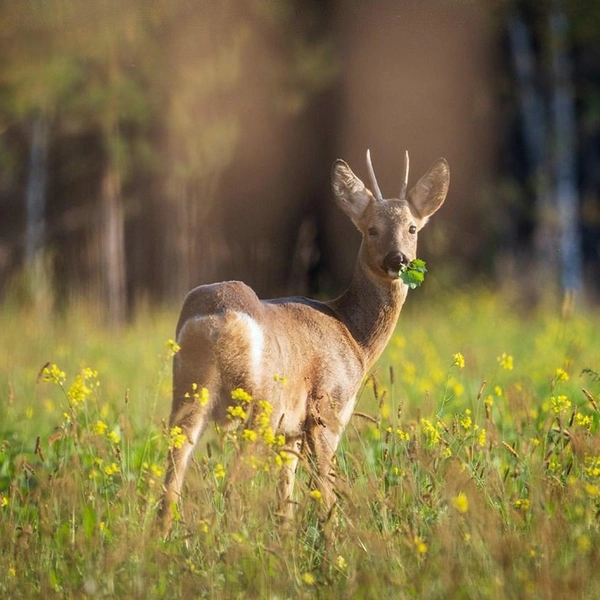 Источник: Виталий Бодрягин / t.me
