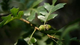 Выращиваем дуб из желудя: детальное руководство