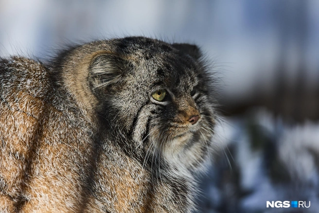 Сначала будет тепло, затем может резко похолодать | Источник: Александр Ощепков / NGS.RU