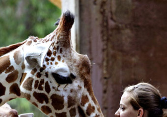 Детки вне клетки: 12 лучших зоопарков мира