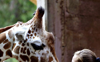 Детки вне клетки: 12 лучших зоопарков мира