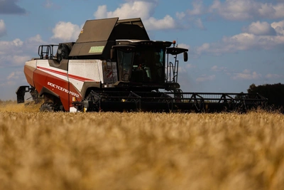 Wheat Farming Profitability in Rostov Region Plummets Tenfold