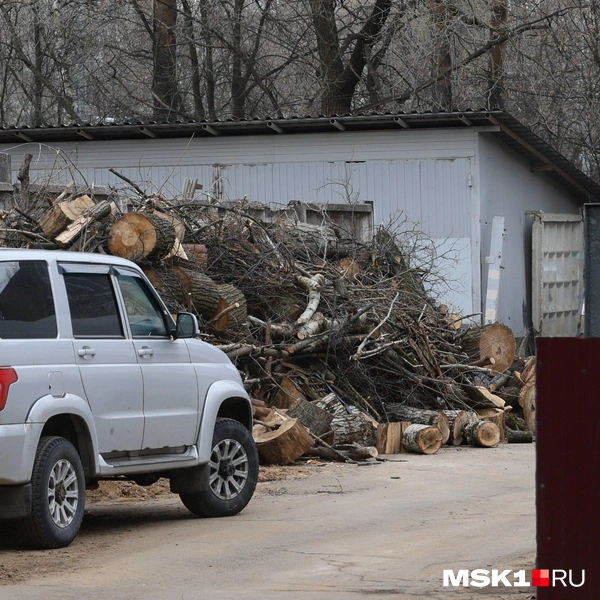Как рубят деревья весной в Москве | Источник: читатель MSK1.RU