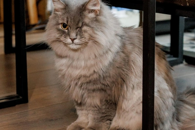 Одноглазый кот Скай ищет семью в Самаре