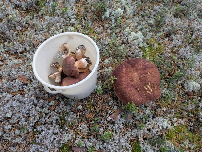 Источник: «Грибной воин ХМАО» / T.me