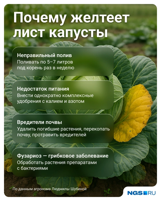 Собрали все основные причины пожелтения в одной картинке | Источник: Юрий Орлов / Городские медиа