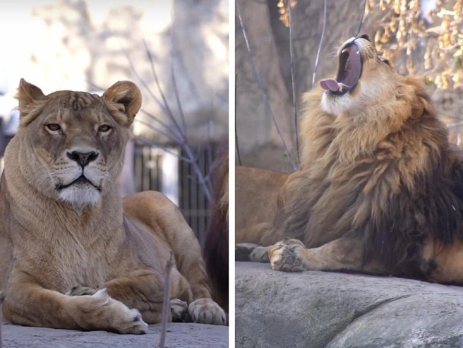 Возраст льва Ричарда составляет девять лет. | Источник: Видео предоставлено Новосибирским зоопарком через Vk.com