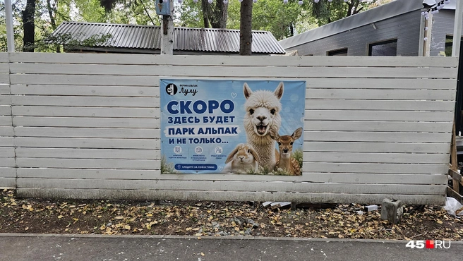 В ЦПКиО будет парк альпак | Источник: Дарья Никитченко / 45.RU