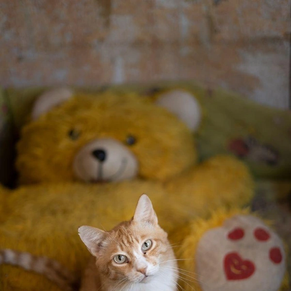 Источник: Елена Гасанова