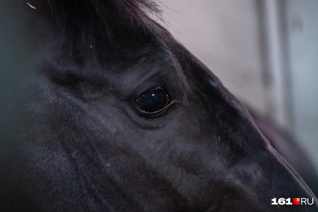 Источник: Евгений Вдовин / 161.RU