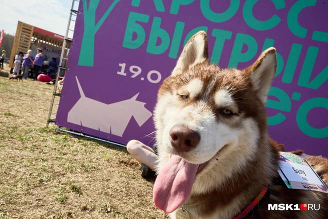 Каникросс или коньки?  | Источник: Дмитрий Толстошеев / MSK1.RU