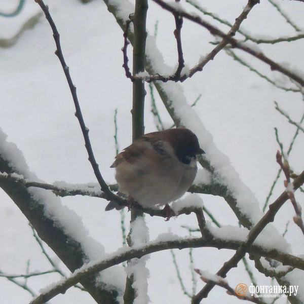 Сказочные узоры на окнах и рябина в снегу. Посмотрите, каким стал Петербург после снегопада | Источник: читатель «Фонтанки»