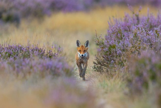 Источник: Angelika Krikava / GDT Nature Photographer of the Year 2025