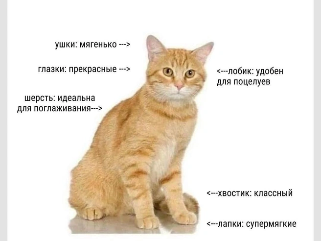 Хвостик лучше не трогать | Источник: Городские медиа