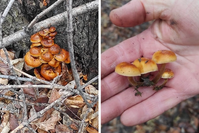 Грибы были обнаружены 4 ноября  | Источник: Юлия Бахтина / Грибные истории / «ВКонтакте»