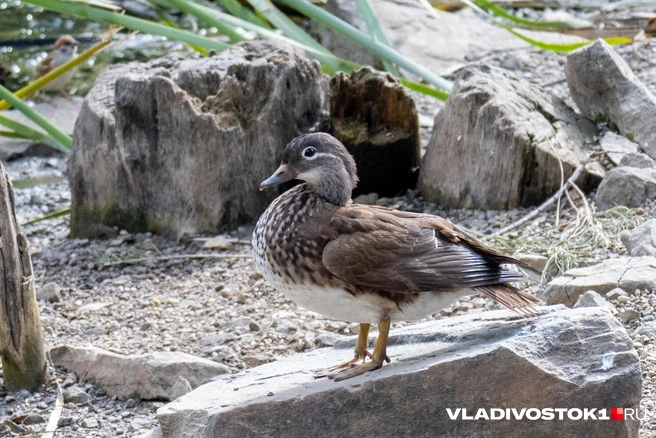 Источник: Елена Буйвол / VLADIVOSTOK1.RU