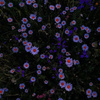 userpic__Мяумяу