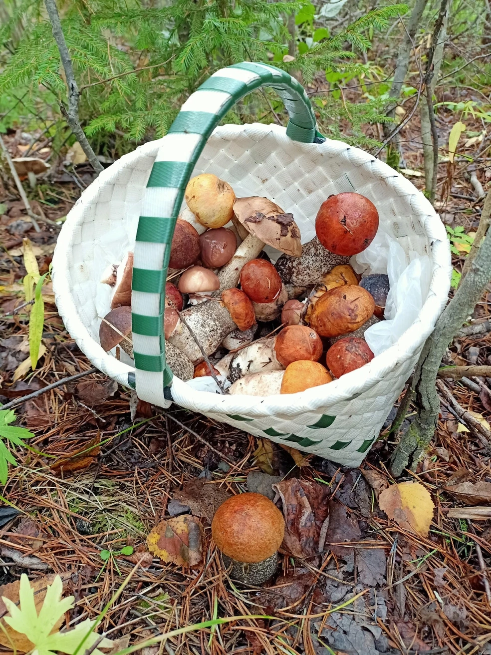 Источник: Светлана Звонарева