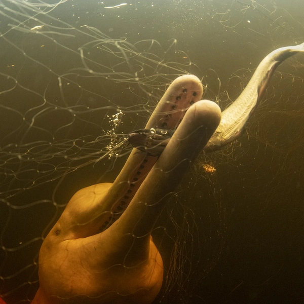 Источник: Thomas Peschak / Wildlife Photographer of the Year 2024